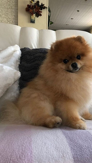 Pomeranian Dog, Golden HD phone wallpaper