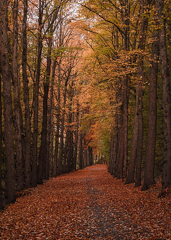 Nature, Trees, Autumn, Forest, Foliage, Track HD phone wallpaper