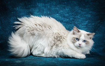 Cat, animal, Ragdoll, white HD wallpaper