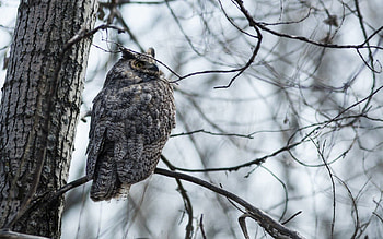 Animals, Nature, Owl, Bird HD wallpaper