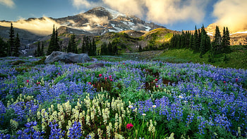 Flowers at Mount Rainier, Washington, wildflowers, blossoms, clouds, landscape, trees, sky, usa, mountain HD wallpaper
