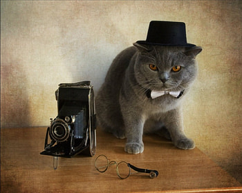 Cute Cat, animal, cute, cat, pet HD wallpaper