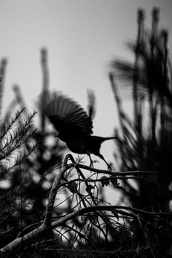 Dark, Silhouette, Bird, Branch, Flight, Bw, Chb HD phone wallpaper