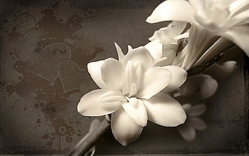 Plants, Flowers HD wallpaper