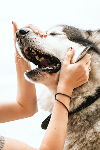Close-up of a playful Siberian Husky being lovingly pet outdoors. HD phone wallpaper
