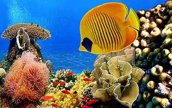 Fish HD wallpaper