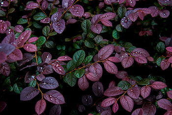 Nature, Leaves, Drops, Plant, Moisture, Dew HD wallpaper