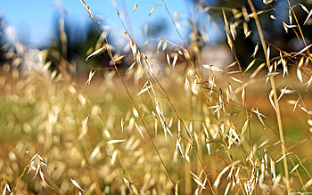 Plants HD wallpaper