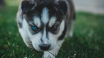 Husky, Puppies HD wallpaper