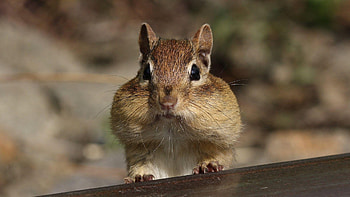 Chipmunk, Animals HD wallpaper