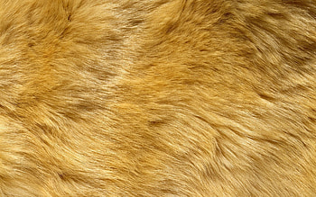 Lion fur texture, Textured background, Animal pattern, Rich colors HD wallpaper