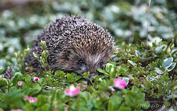 Hedgehog, animal, Latvia, plants HD wallpaper