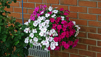 Summer Hanging Basket, Purple Flowers, Contrasting colors, Summer Blooms, Snow White Flowers, Flowers, Nature, Hanging Basket HD wallpaper