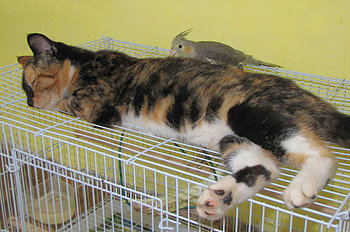 All the friends together ))), kitten, friendship cat and bird, grey, cockatiel, cage, sleeping, orange, multicolor, yellow, nap timebirds, calico cat, pets friends HD wallpaper