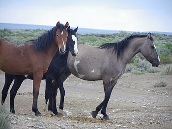 Horses, wild horses, i luv horses, animals, grey horses HD wallpaper