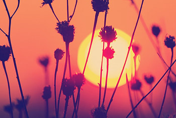 *, outdoor, beautiful, nature, sun, sunset HD wallpaper