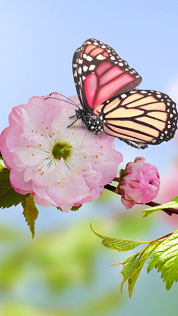 Spring Flowers, Butterfly Background HD phone wallpaper