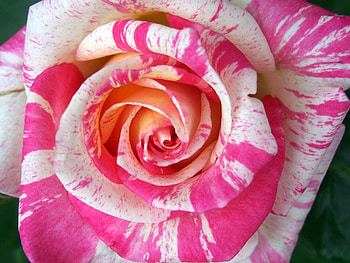 The Pink Speckles, rose, speckles, love, different HD wallpaper