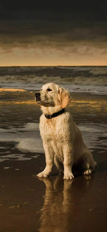 Cute animals, Beautiful dogs, Baby animals, Adorable charm HD phone wallpaper
