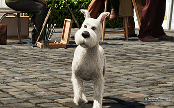 Aventuras de Tin tin, cachorro, aventura, filme, tin tin HD wallpaper