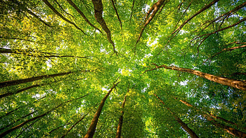 Trees, Ultra , Nature's majesty, collection HD wallpaper