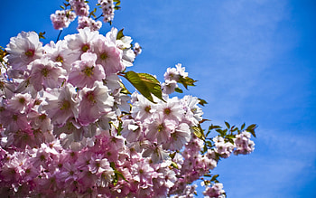 Flowers, Sky, Leaves, Branches, Bloom, Flowering, Spring, Mood HD wallpaper