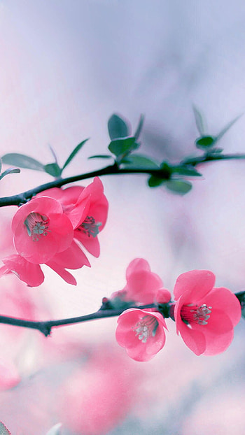 Beautiful spring , background, Colorful blossoms, Nature's artistry HD phone wallpaper