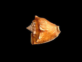 Sea-Shell, sea, shell, cool HD wallpaper