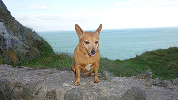 Sheebha, Animals, dogs, Landscape, petermurphy619, Cute HD wallpaper