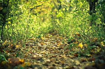 Nature, Grass, Autumn, Leaves, Path, Trail HD wallpaper