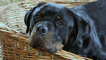 Animals, Dog, Muzzle, Rottweiler HD wallpaper