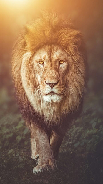 León, Leones, Animales HD phone wallpaper