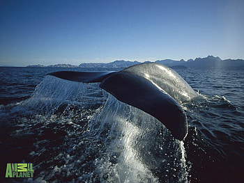 Whale Tail, tails, whales, animal planet HD wallpaper