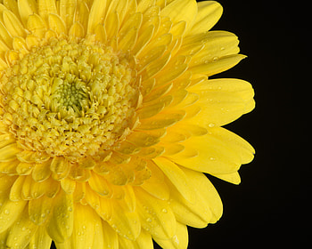 Yellow Gerbera, flowers, petals, closeup HD wallpaper