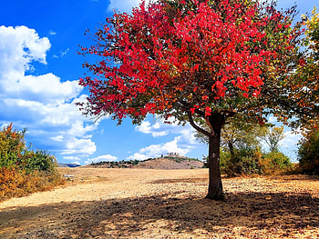 autumn colors, Castel, Colors, Sky, Tree HD wallpaper