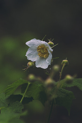 Flowers, Leaves, Flower, Macro, Petals HD phone wallpaper