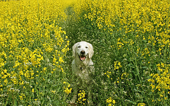 Aidi dog, Spring season, Cheerful HD wallpaper