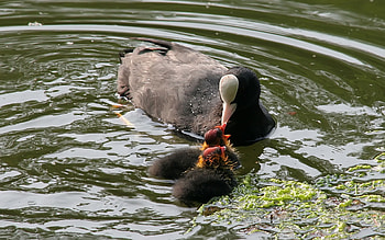 Coot feeding babies, feeding, duck, babies, ducklings, coot, pond HD wallpaper
