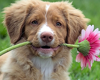 dogs, mm, beautiful, animals HD wallpaper
