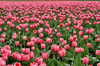 Expansive field of pink tulips blooming beautifully in springtime. HD wallpaper