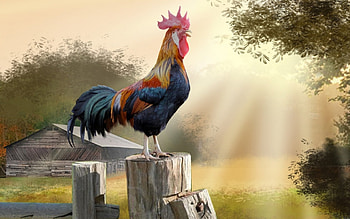 Rooster, blue, morning, bird, red HD wallpaper