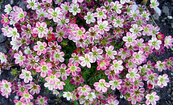 pink flower carpet, carpet, pink, flowers HD wallpaper