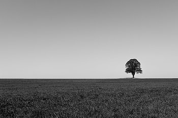 Horizon, Wood, Tree, Minimalism, Field, Bw, Chb HD wallpaper