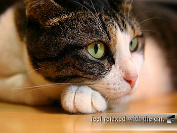 Animals, Cats HD wallpaper