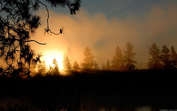 blast of light, black, graphy, darl, light, bright, yellow, clouds, trees, nature, sky, sun, forest, silhouette, sunset HD wallpaper
