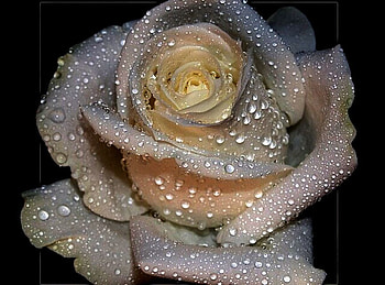 Grey white rose tears, rose, white, grey, drops, water HD wallpaper