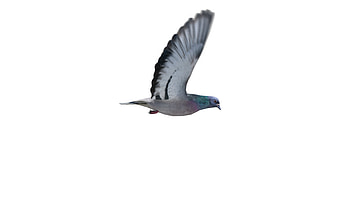 Looping pigeon, Side view effect, Footagecrate fx archives, Dynamic motion HD wallpaper