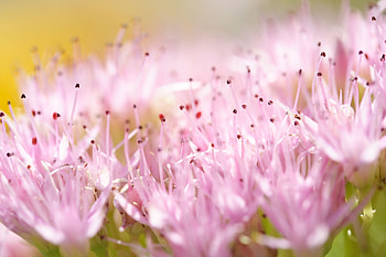 awesome flowers, nature, flowers, good, field HD wallpaper