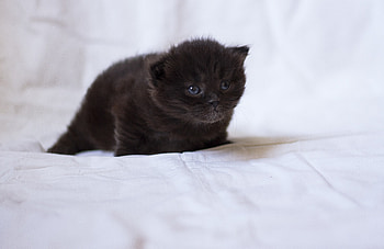 Animals, Fluffy, Kitty, Kitten, Kid, Tot HD wallpaper