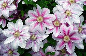 Flowers, Drops, Greens, Freshness, Clematis HD wallpaper